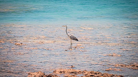The enchanting island, 13 square kilometres in size, is home to the sooty seagulls (Abu Sannin) and other terns who make thousands of nests in its red soil.