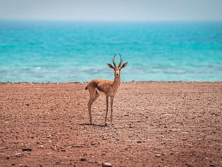 From the Editors: A nature reserve that is the UAE’s pride