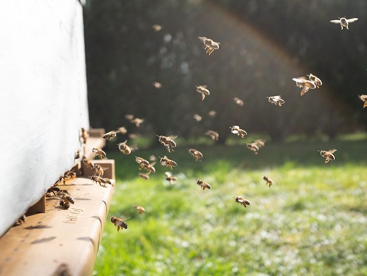 OPN Bees
