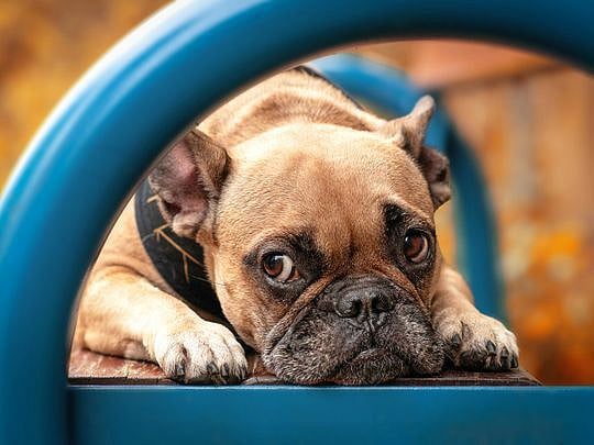 bulldog-1655292926695