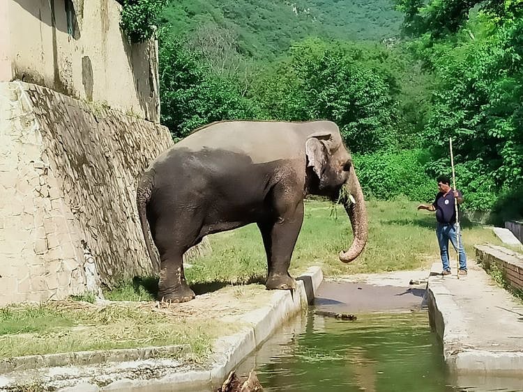 Kaavan-1655461511543