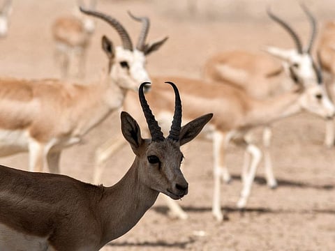 Rhim gazelles graze at the Sawa wildlife reserve in the desert of Samawa in Iraq's southern province of Al Muthanna on June 8, 2022. 