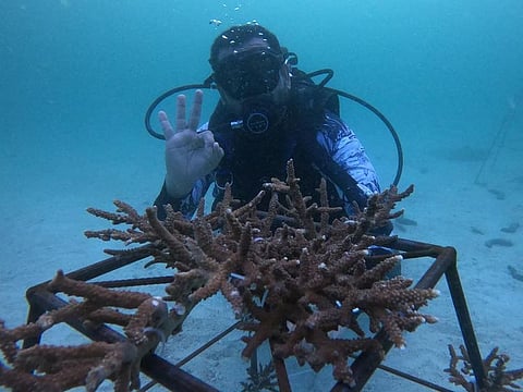 The second site in Dibba, Fujairah, was selected after months of inspections by marine experts