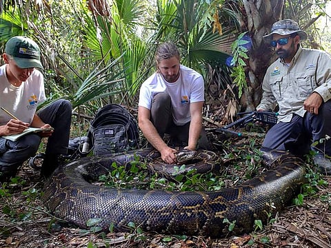 This photo provided by the Conservancy of Southwest Florida shows biologists Ian Bartoszek, right, and Ian Easterling, center, with intern Kyle Findley and a 17.7-foot, 215-pound female Burmese python captured by tracking a male scout snake in Picayune Strand State Forest. 