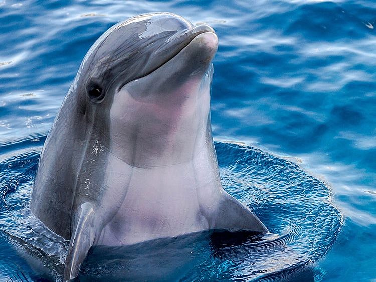 Blue dolphin 