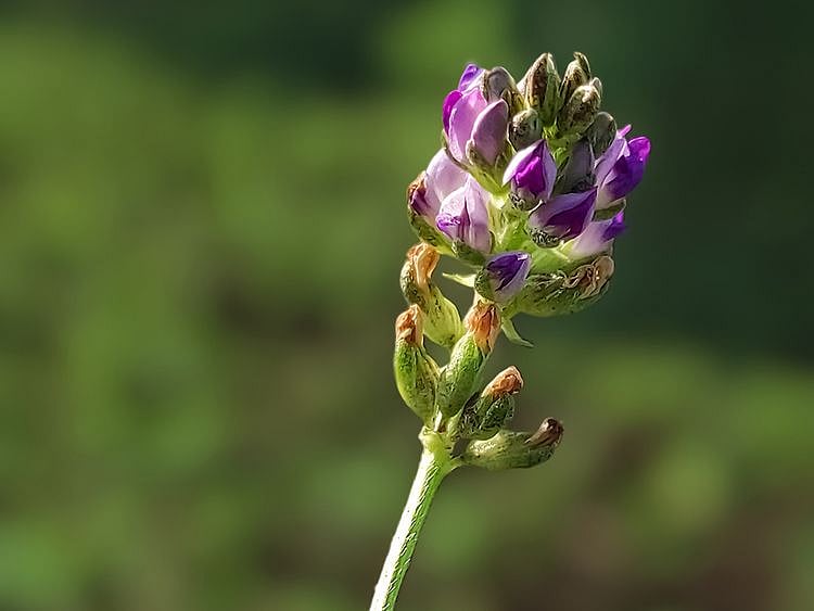 Bakuchiol plant 