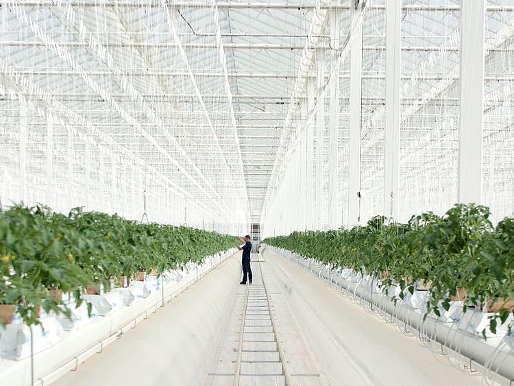 Jan-in-greenhouse-1656574948649