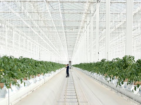  Abu Dhabi based Pure Harvest has been expanding its farming footprint. The latest funds give its operations some serious heft. 
