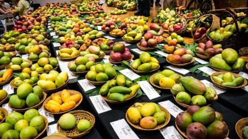 mangoes1-1656861193750