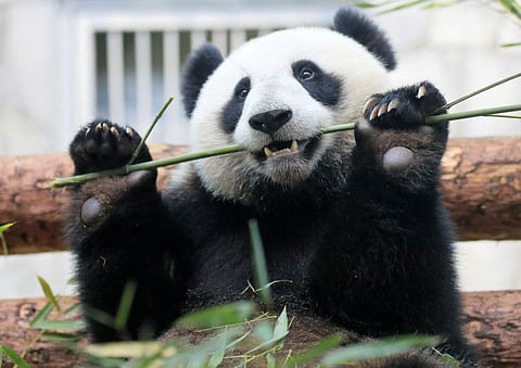 A giant panda eats bamboo inside an enclosure at the Moscow Zoo on a hot summer day in the capital Moscow.;
