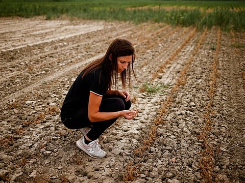 Agricultural entrepreneur Federica Vidali, 29, checks her damaged soy plant, affected by salty seawater flowing into drought-hit River Po in Porto Tolle, Italy June 23, 2022.
