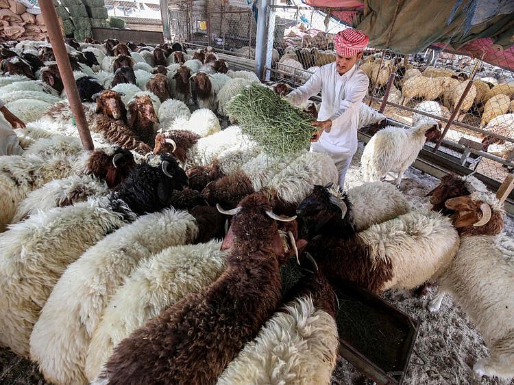 animals-1657106539799