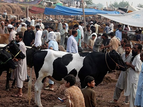 People inspect bulls at a livestock market ahead of the Eid al-Adha holiday, on the outskirts of Peshawar, Pakistan, Thursday, July 7, 2022.