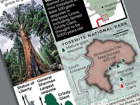 Wildfire threatens world’s largest trees