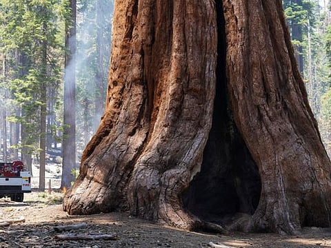 Firefighters put out hot spots from the Washburn Fire in Yosemite National Park, California, July 11, 2022.