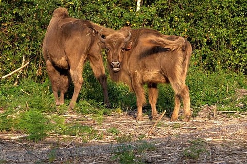 Bison are released from a corral at the Wildwood Trust nature reserve in Kent on July 18, 2022, the first time the animals have roamed freely in the UK in thousands of years.