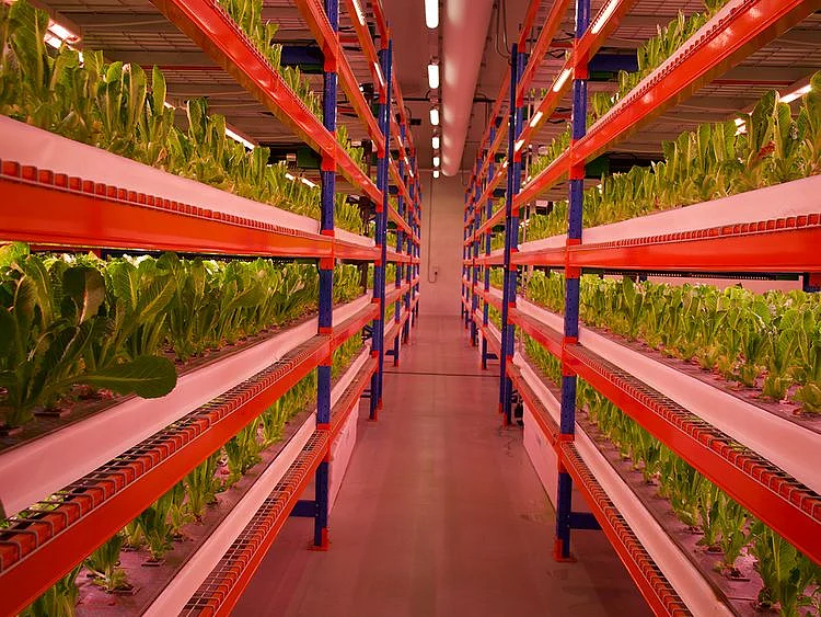 emirates-vertical-farm.jpg