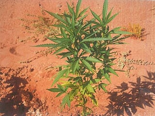 Video: Abu Dhabi Police arrest two for growing cannabis in farm where they were employed