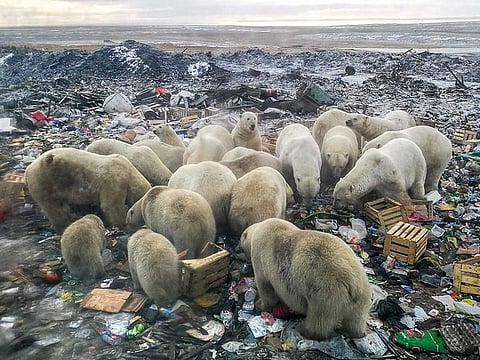 This file photograph taken on October 31, 2018, shows polar bears (Ursus Maritimus) feeding at a garbage dump near the village of Belushya Guba, on the remote Russian northern Novaya Zemlya archipelago, a tightly-controlled military area where a village declared a state of emergency in February after dozens of bears were seen entering homes and public buildings. 