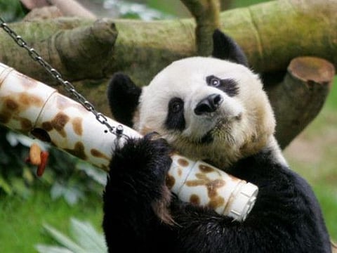 World's oldest male giant panda dies at age 35