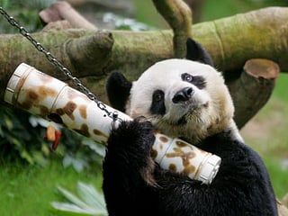 Longest-living male giant panda in captivity An An dies at 35