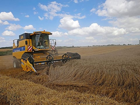 Wheat harvest.