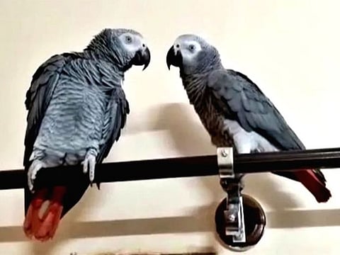 Missing African grey parrot found
