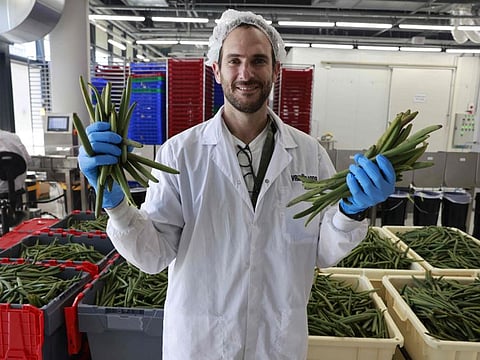 Oren Zilberman, CEO of Israeli start-up company "Vanilla Vida", holds vanilla beans at their production hall in the central Israeli city of Or Yehuda on June 29, 2022. - Vanilla, from orchids native to the steaming jungles of Mexico, has enchanted sweet-tooths for centuries to become the world's most precious spice after saffron. Now an Israeli food pioneer -- using high-tech cultivation methods, tropical greenhouses and a data-guided curing process -- says it has cracked its secrets to create the most potent vanilla flavours on earth. 