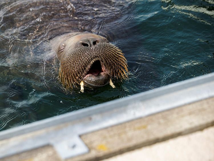 walrus1-1658836357639