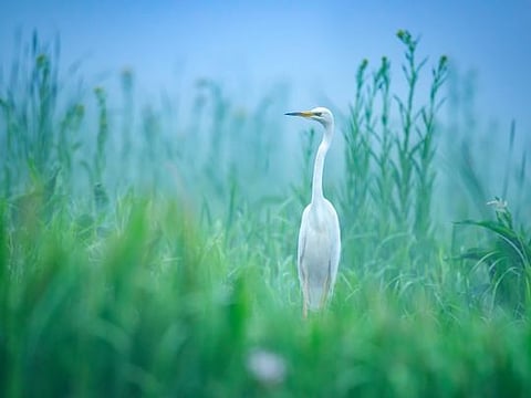 The conservation of natural resources is the fundamental problem. Unless we solve that problem it will avail us little to solve all others