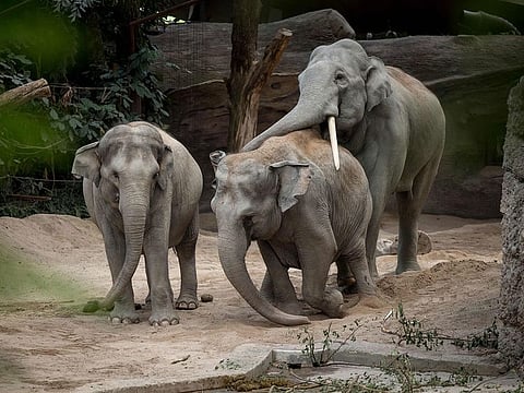 Asian elephants (Elephas maximus) are seen at Kaeng Krachan elephant park at Zurich zoo on July 27, 2022. 