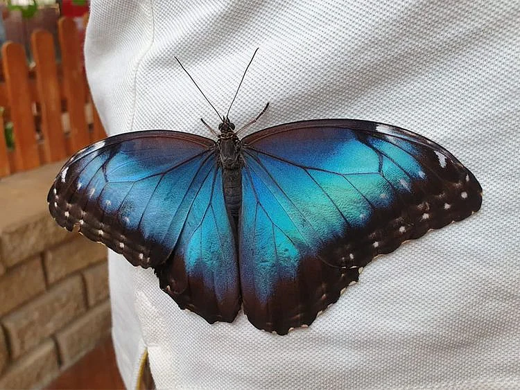 Dubai Butterfly Garden