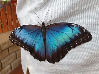 Beauty in flight: A video tour of the Dubai Butterfly Garden