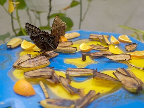 Photos: Inside the world’s largest indoor butterfly garden in Dubai