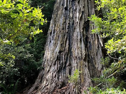   . In 2019, Guinness World Records declared the tree, estimated to be between 600 and 800 years old, the tallest in the world.