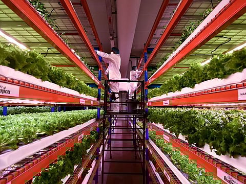 A look inside the world's largest vertical farm in Dubai. Muslim spend on food by consumers in OIC countries was valued at $1.07 trillion in 2021, forecasted to reach $1.5 trillion by 2026. This presents a strong window of opportunity for OIC countries to ramp up production, leverage growing consumer demand for healthy and organic food products, and adopt digitalisation across the industry.