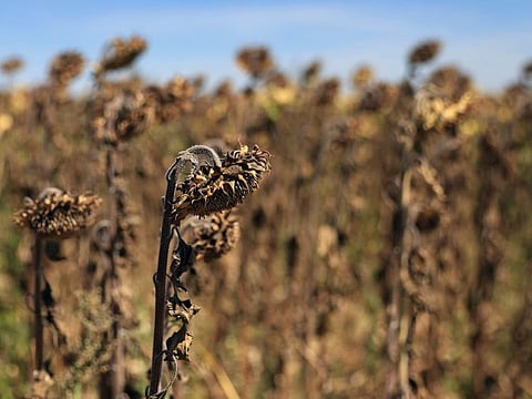 Sunflowers suffer from lack of water, as Europe is under an unusually extreme heat wave, in Beaumont du Gatinais, 60 miles south of Paris, France, on August 8, 2022.  