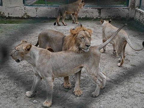 In this picture taken on August 3, 2022, lions are seen at their enclosure at the Lahore Safari Zoo in Lahore.  