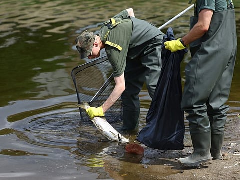 Members of the Polish Armed Forces remove a dead fish from the Oder river, near the German border, as water contamination is believed to be the cause of a mass fish die-off, in Slubice, Poland, August 12, 2022.