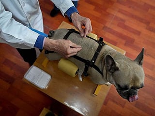 Look: Beijing's pet lovers turn to the ancient art of acupuncture to treat their furry friends