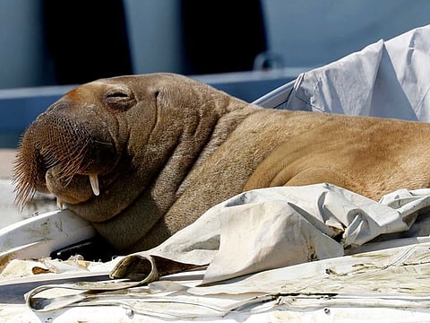 The female walrus nicknamed Freya resting on a boat in Frognerkilen, Oslo Fjord, Norway. 