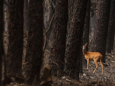 A doe looks on in a burnt forest following a fire in South Gironde, near Belin-Beliet, south-western France on August 13, 2022. 