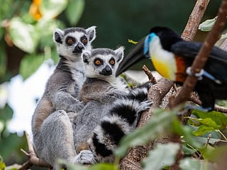 Photos: Dubai embraces tropical rainforests in every detail in 'The Green Planet'