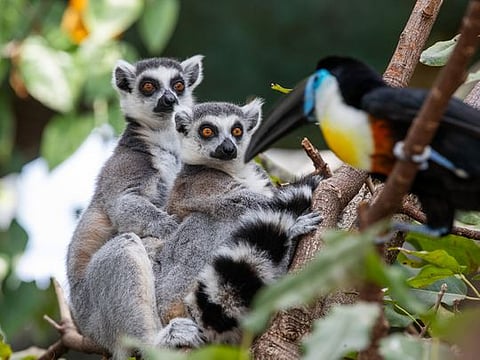 Photos: Dubai embraces tropical rainforests in every detail in 'The Green Planet'