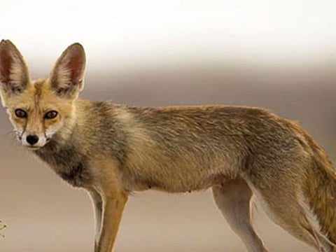 The haul included a white desert fox, a raccoon, two iguanas and a pair of white pythons - as well as three monitor lizards and eight marmoset monkeys.