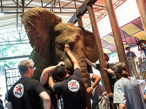 Vets perform dental treatment of Madhubala at Karachi Zoo.