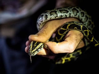 Photos: Hunting pythons in Florida, for profit and therapy