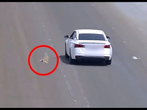 Still from police video showing a motorist flinging out trash while driving on an Abu Dhabi road