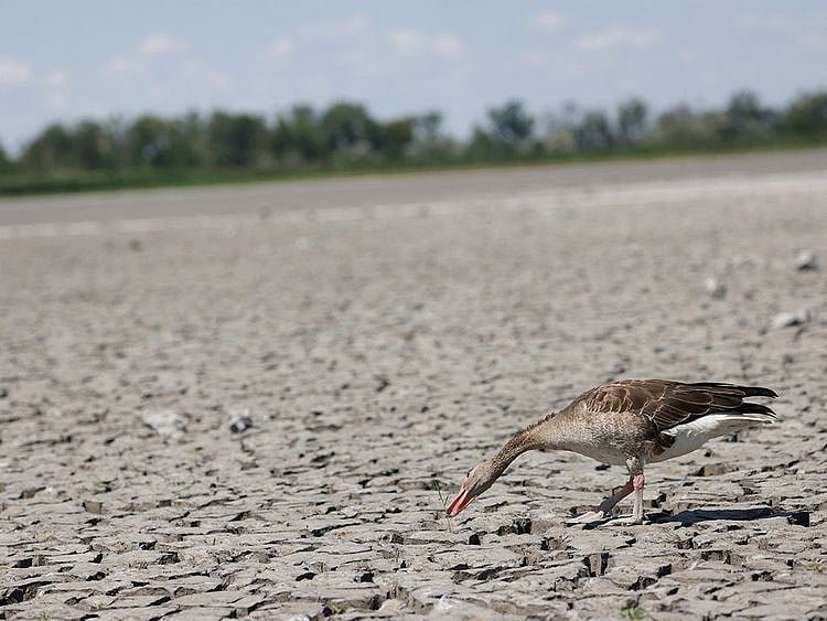 A goose walks in a dried up Lake Zicksee near Sankt Andrae in Austria.
