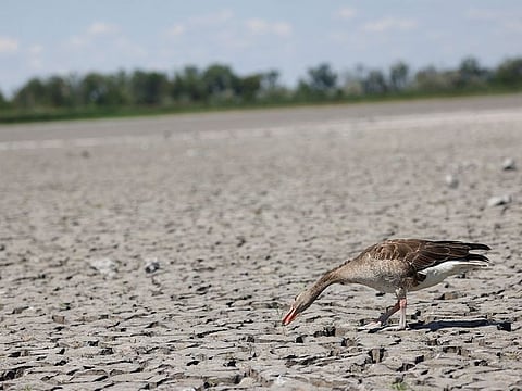 A goose walks in a dried up Lake Zicksee near Sankt Andrae in Austria.